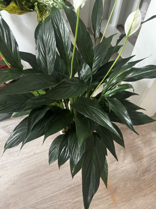 Продам женское счастье черное пышная