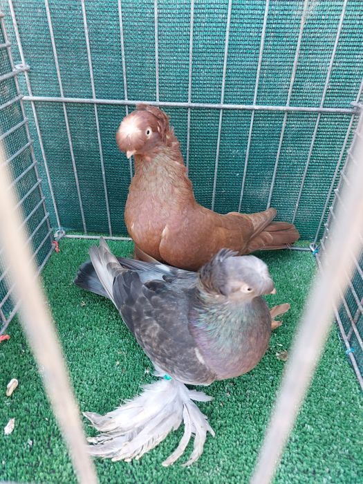 Jucatori de Botosani de vanzare