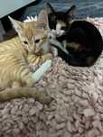 Pisicei drăgălași pentru adoptie