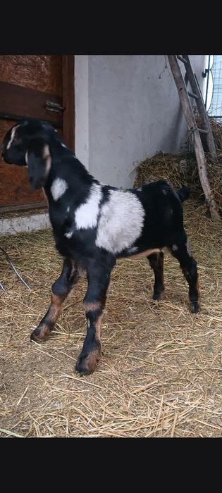 Tapi anglo nubieni cu pedegree