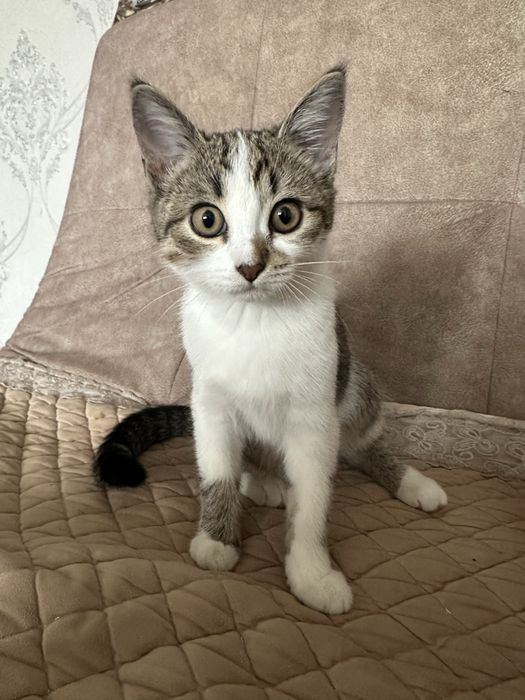 Отдам котенка девочка в добрые руки,очень ласковая,игривая,аккуратная