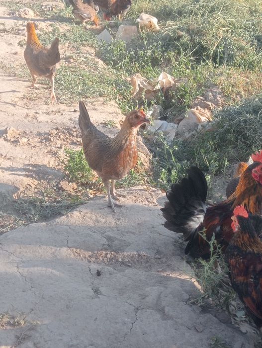 Карлик сатлад 4000 штук