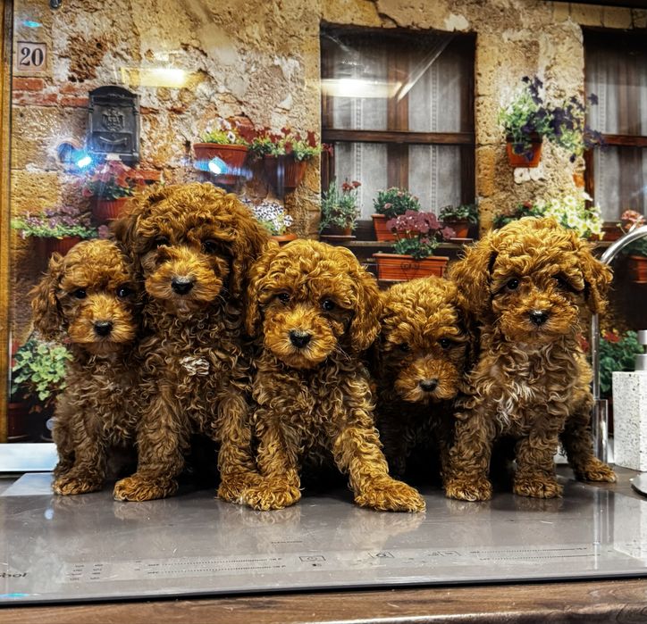 Pudel mini toy de vanzare