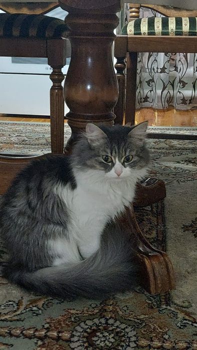 Отдам в хорошие руки!