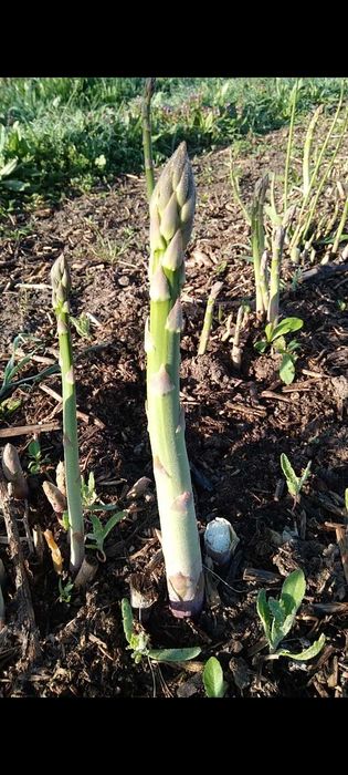 Radacini de sparanghel pe rod