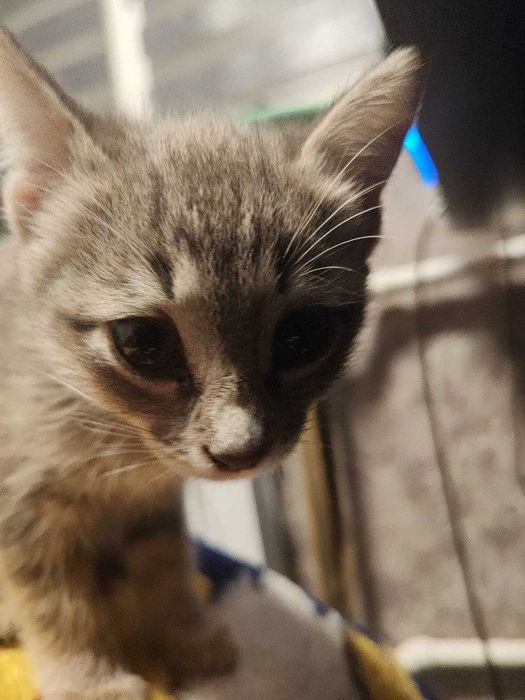 Отдам котят бесплатно.