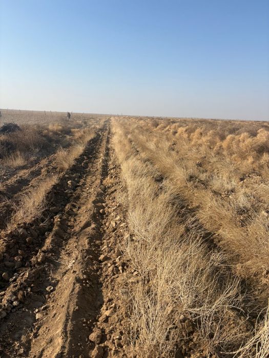 Саженцы саксаула