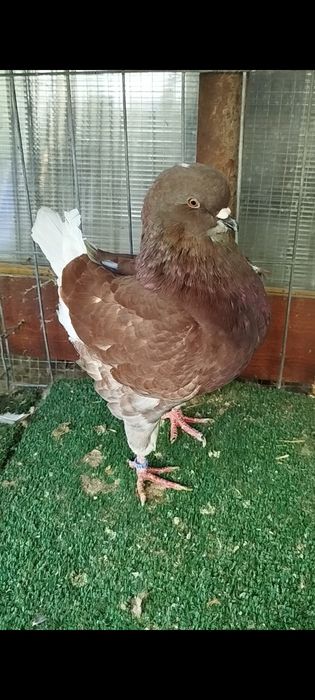 Porumbei king de vânzare