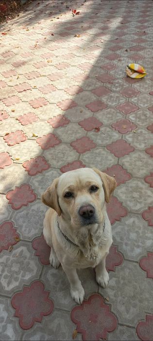 Продаётся Лабродор