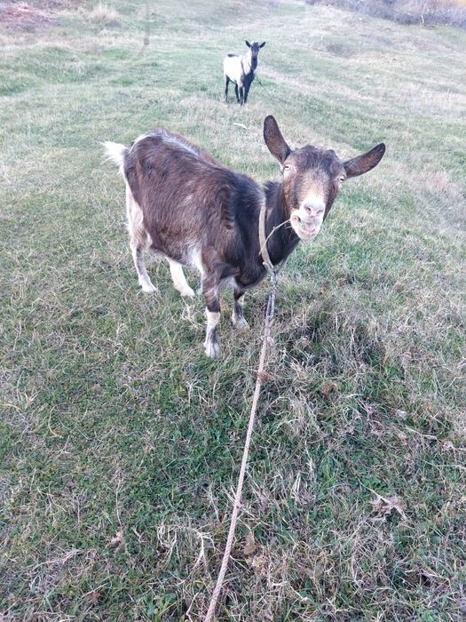 Vând capre gestante si țap
