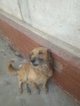 Kuchuk qolga orgatil gan ismi riji
