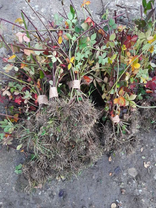 Cais.Aronia.Gutui.Nuci.Tei.Castan.Par.Mar.Afin.Alun.Cires.Migdal.Soc.