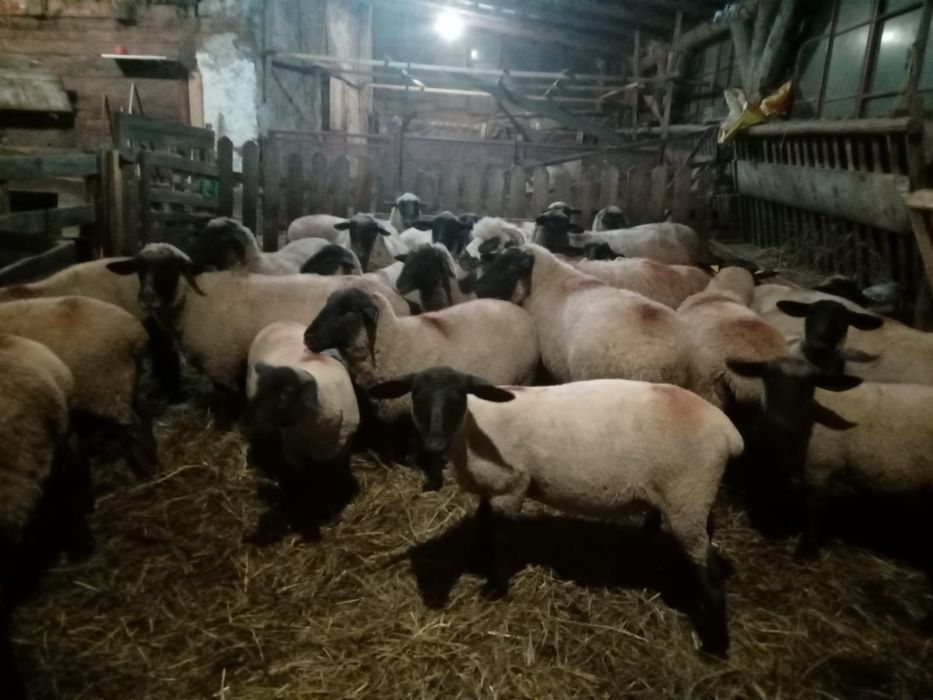 Vând 10 cârlani și 20 de oi