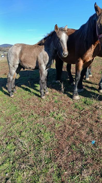 Vând  trei mânzi semi-grei