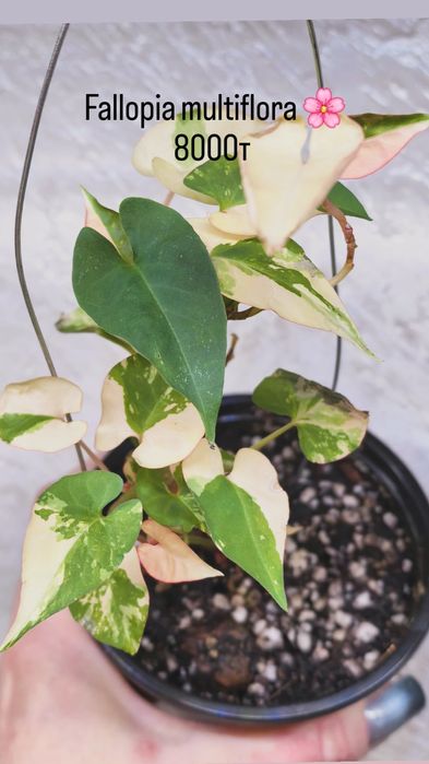 Комнатные растения