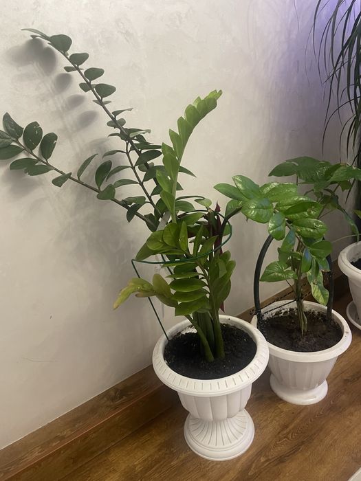 Замиокулькас доллоровое дерево