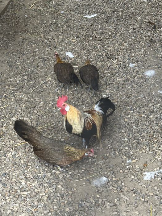 Vand familie gaini phoenix