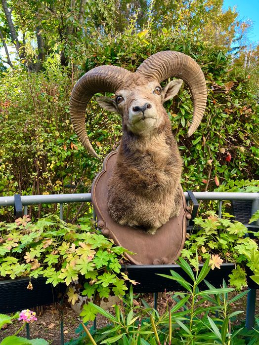 Препарирани трофеи от муфлон