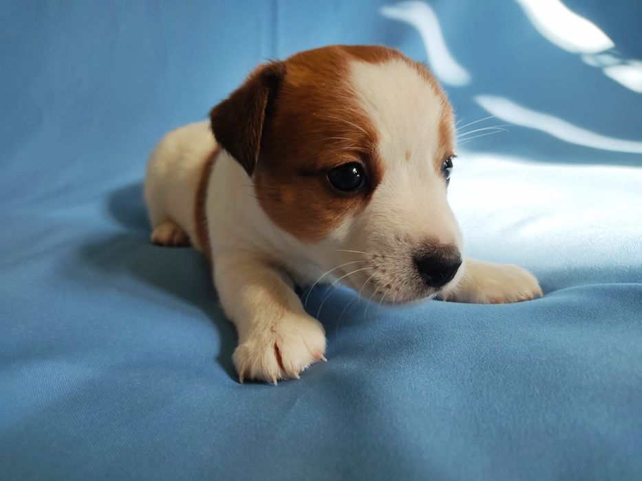 Продам щенков Джек Рассел терьера