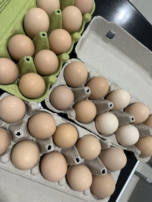Vand oua Australorp