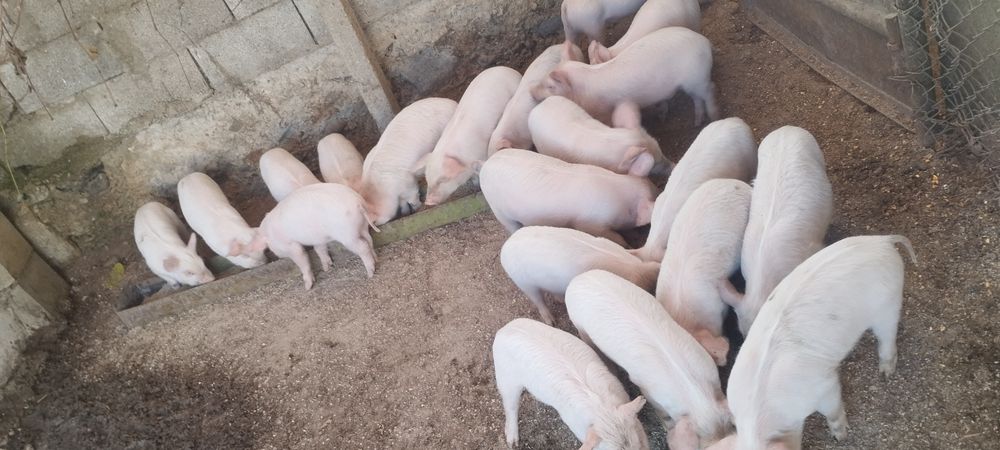 Свободни 15 броя прасенца на 2 месеца.