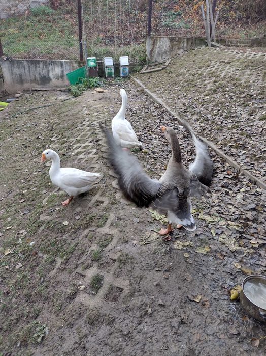 продавам млади гъски