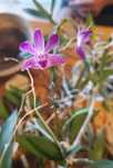 Orhidee Dendrobium Kingianum