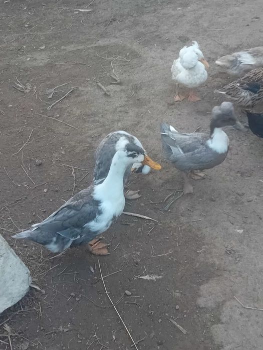 De vanzare rate cu mot si boboci de gasca metis de holmogor F3.