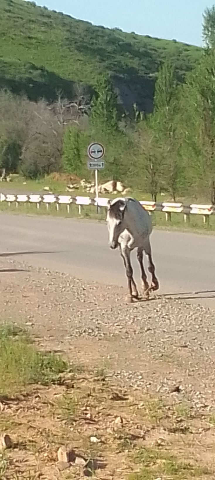 Тұқымды Айғыр сатылады