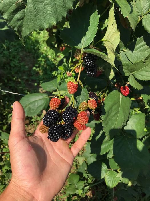 Vând butași zmeură și mure