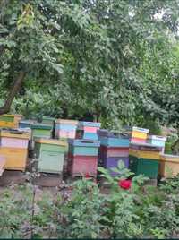 Familii de albine și miere de vânzare