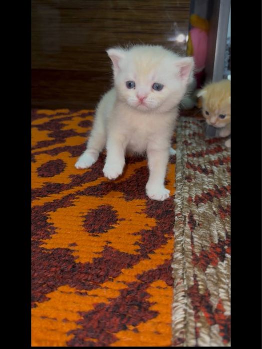 Готовятся к продаже британские котята