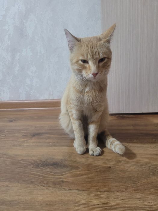 Отдали кота в добрые руки