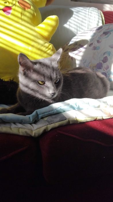 Британски късокосмест котарак