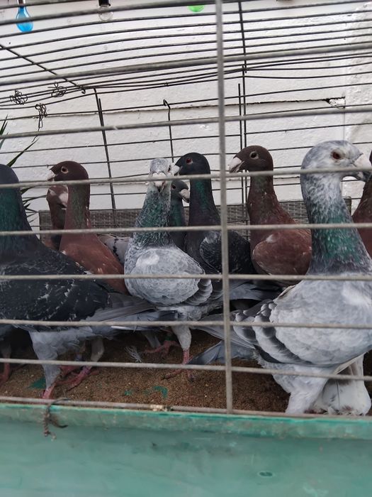 Porumbei germani de expozitie