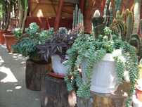 Plante de apartament