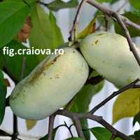 Pawpaw  Banana nordului Pom fructifer 40 - 60 cm la Ghiveci