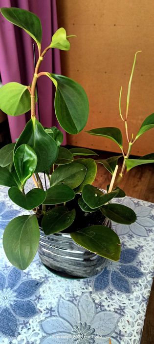 Комнатные цветы и Алоэ