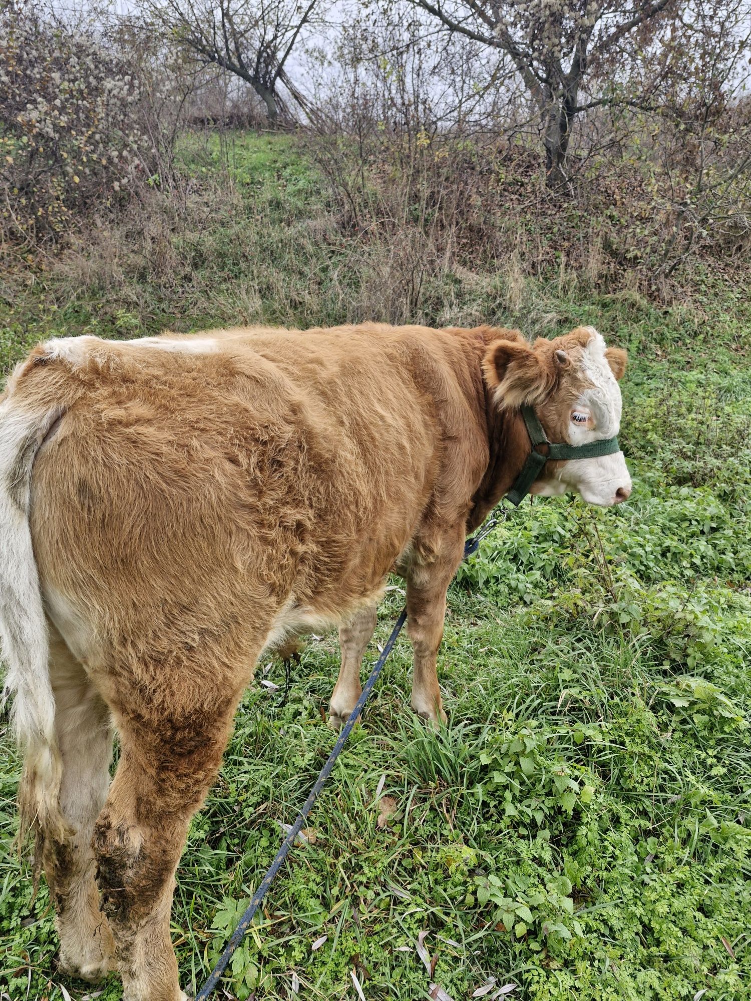 Vând vițel  detalii la telefon