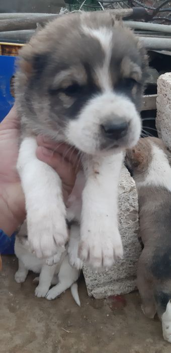 Алабай кущиктерин сатамын