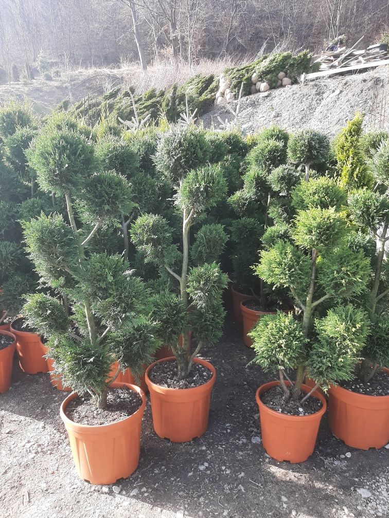 plante ornamentale amenajări gradini