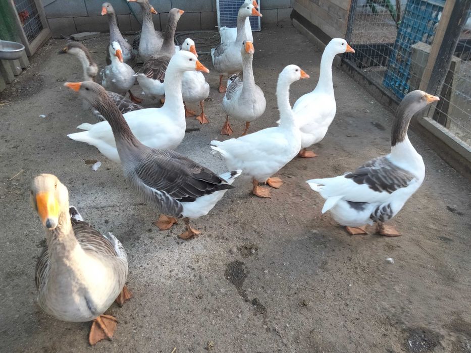 Vând perechi de gâște Toulouse