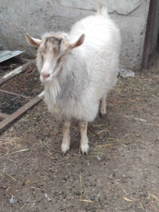 продам козу (альпийская)
