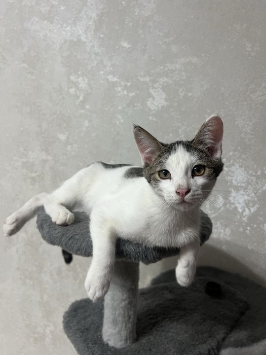 Отдам котика в хорошие раки