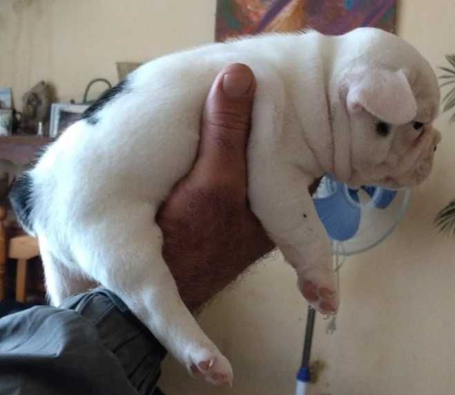 Френски булдог/малки кученца