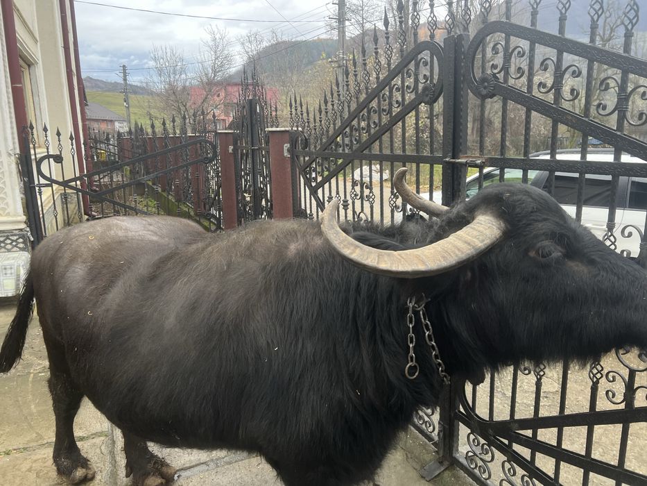 Bivolița de vânzare