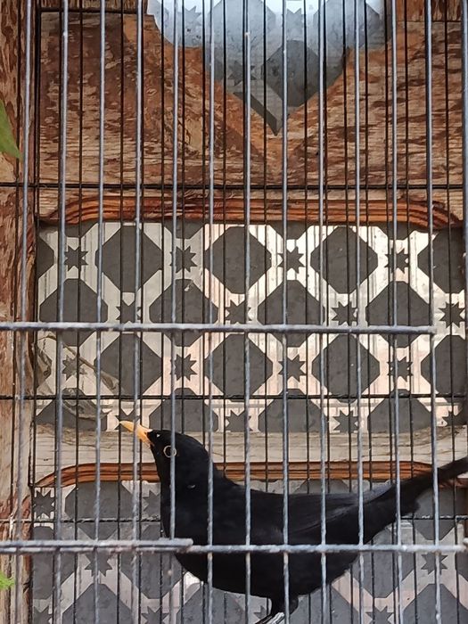 Hindiston Avg'on qushi