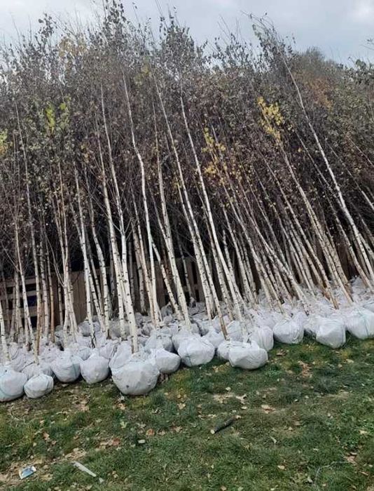 Verde proaspăt pentru curtea și grădina ta