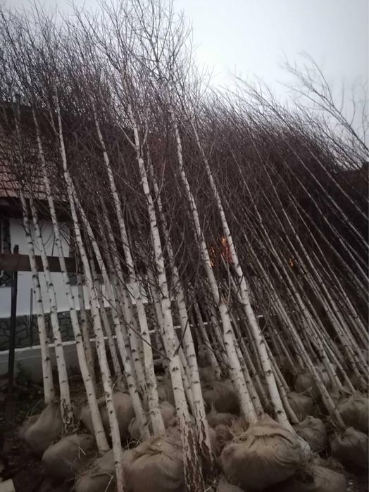 Mesteacan alb bentula 2m - 7m livare oriunde in tara