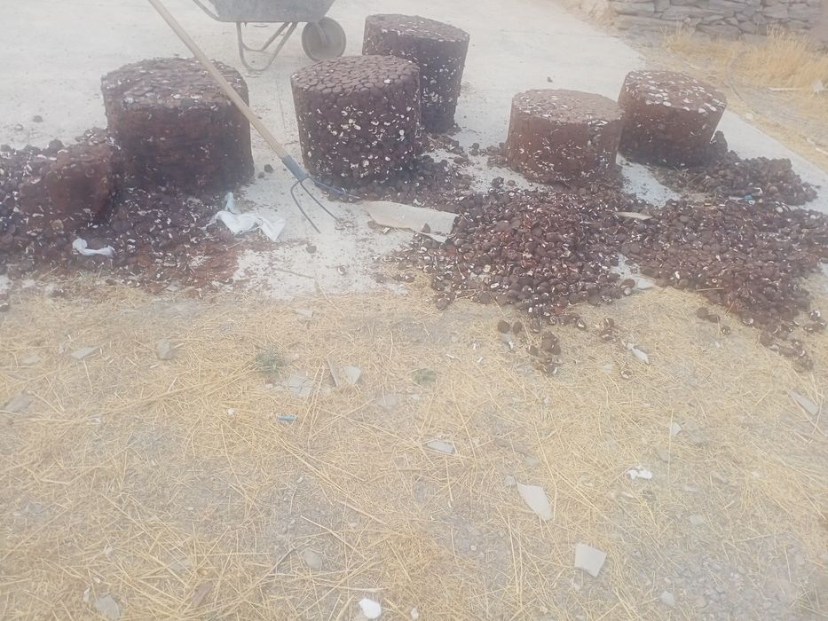 Qoldiq shkalat pichenilar mollarga